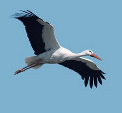 aist_250 aist_250